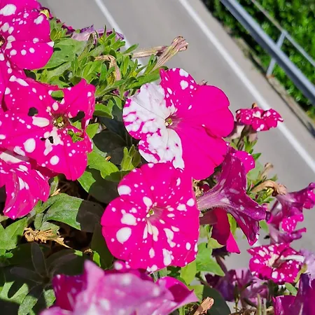 Bed & Breakfast Bellagio 3* Bellagio